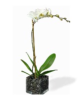 white Orchid- Orchid-1204