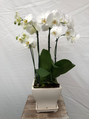 White Orchid Orchid