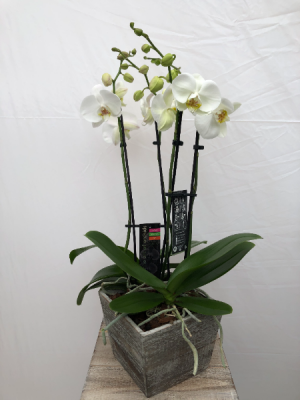 White Orchid Orchid
