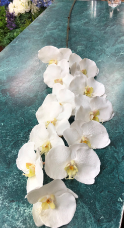 White Orchid Phalaenopsis