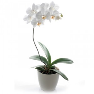 White Orchid Plant  