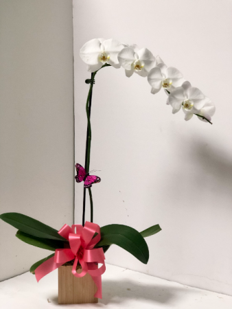 White Orchid Plant in Coral Springs, FL | DARBY'S FLORIST