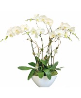 White Orchid Plant 