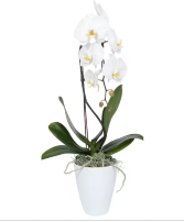 White orchid plant  