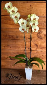 White Orchid Plant 