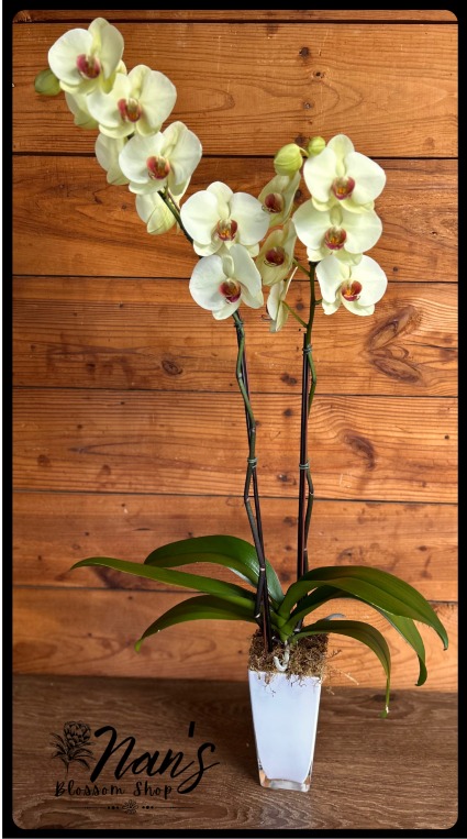 White Orchid Plant 