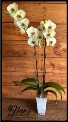 White Orchid Plant 