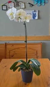 White Orchid Plant