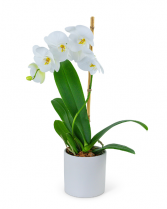 White Orchid Plant Flower Arrangement