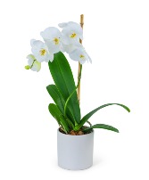 White Orchid Plant Flower Arrangement