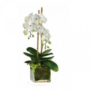 White Orchid Plant in a stylish glass container 