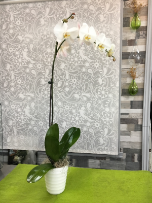 White Orchid Plant  Orchid Plant