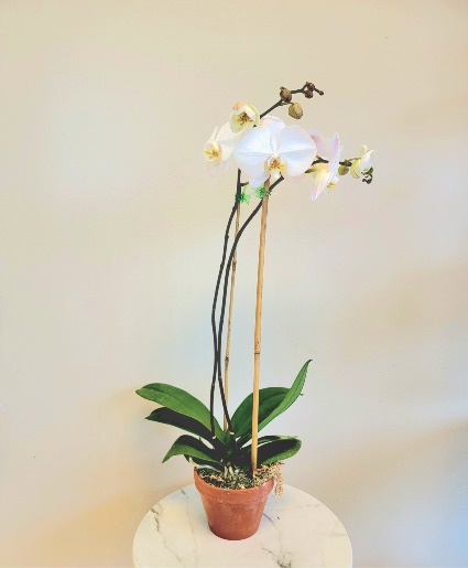 White Orchid Plant Phalaenopsis Orchid