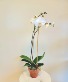 White Orchid Plant Phalaenopsis Orchid