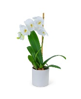 White Orchid Plant Plant