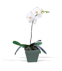 White Orchid Plant Plant