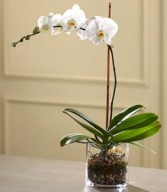 White Orchid Planter