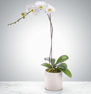White Orchid Planter 