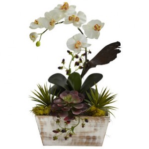White Orchid Plants 