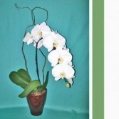 Orchid - Single Stem Waterfall PHALAENOPSIS
