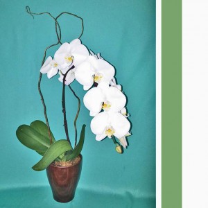Orchid - Single Stem Waterfall PHALAENOPSIS