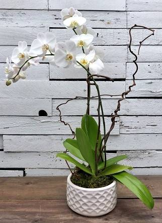 Classic White Orchid