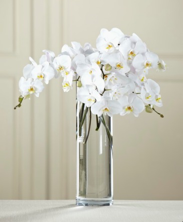 White Orchids  in Kyle, TX | SAINT MONTOGRENS