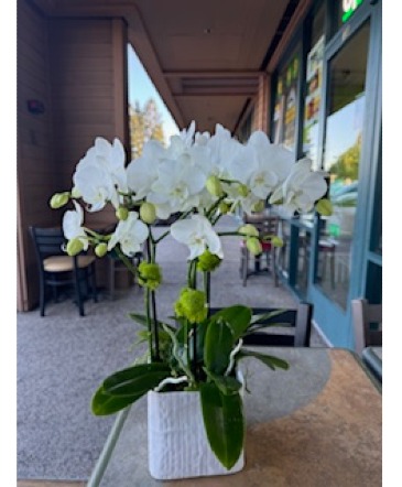 White  Orchids in Cupertino, CA | Melissa Orchid