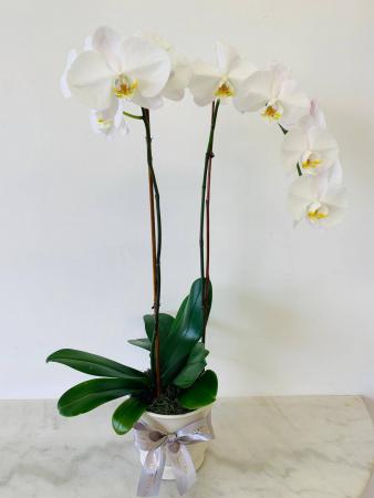 Orchids Cube