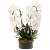 white Orchids have the largest blooms 
