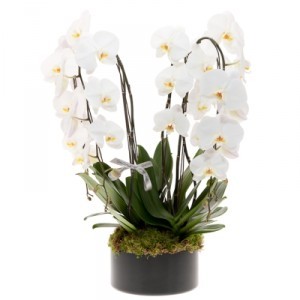 white Orchids have the largest blooms
