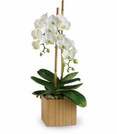 White Orchids Plant EN-6P