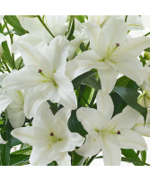 White Oriental Lilies Starting at $39.99 per bunch