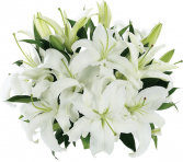 White Oriental Lily Bunch