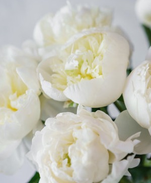 White Peonies Wrapped Bouquet  