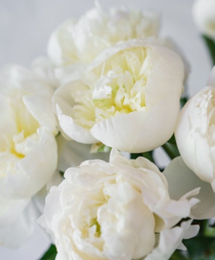 White Peonies Wrapped Bouquet
