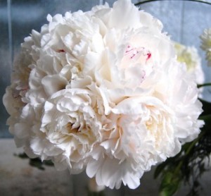 White Peony Bouquet Wedding Bouquets