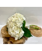 White Perfection Hand-tied bouquet