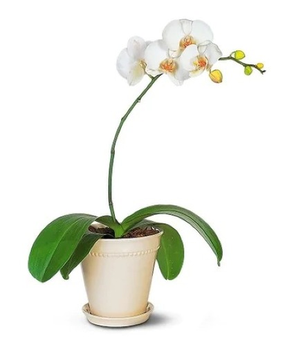 White Phaelaenopsis Orchid Arrangement