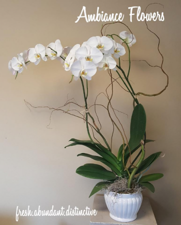 White Phalaednopsis Orchid