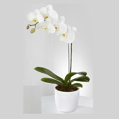 White Phalaenopsis Orchid Sorry we've sold out