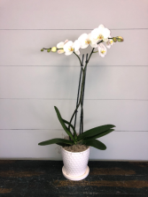 White Phalaenopsis Orchid  Pots May Vary