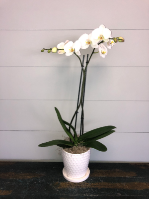 White Phalaenopsis Orchid  Pot May Vary