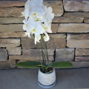 White Phalaenopsis Orchid  
