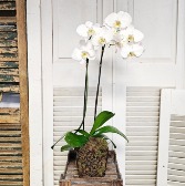 White Phalaenopsis Orchid 