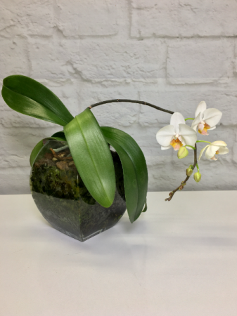 White Phalaenopsis Orchid *** Local Delivery Only ***