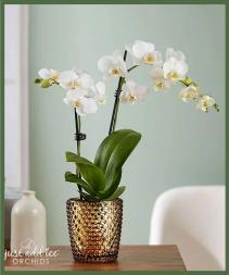 Elegant Phalaenopsis Orchid 