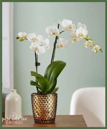 Elegant Phalaenopsis Orchid  in Arlington, TX | Erinn's Creations Florist