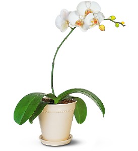 White Phalaenopsis Orchid Plant in Glastonbury, CT | THE FLOWER DISTRICT