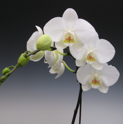 Phalaenopsis Orchid Plant Plant